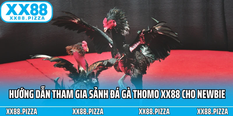 Hướng dẫn tham gia sảnh đá gà Thomo XX88 cho newbie