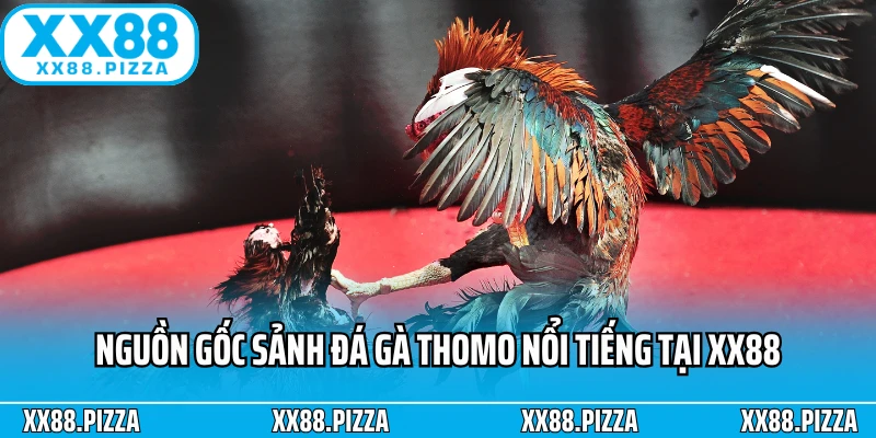 Nguồn gốc sảnh đá gà Thomo nổi tiếng tại XX88